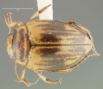 Media type: image;   Entomology 23925 Aspect: habitus dorsal view